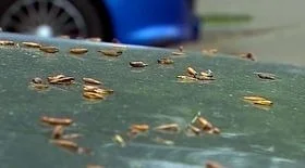 Чем отмыть тополь с машины