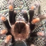 Александр Тимошенко