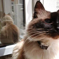 Алексей Шаврин